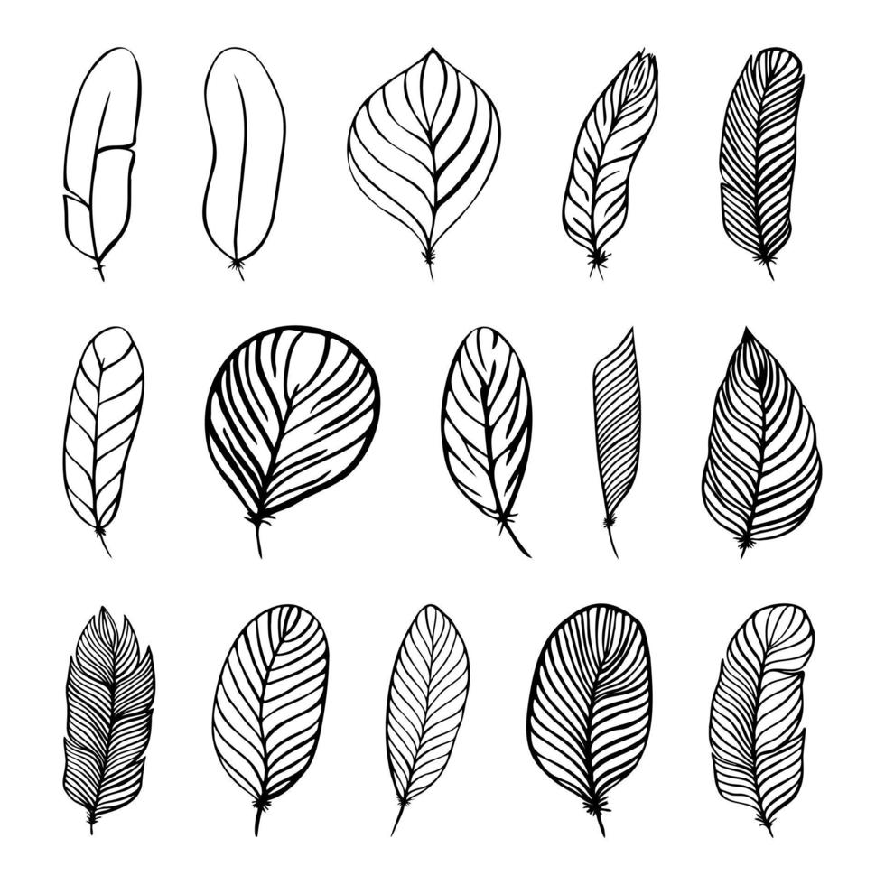 set of different feathers handwritten in black and white vector