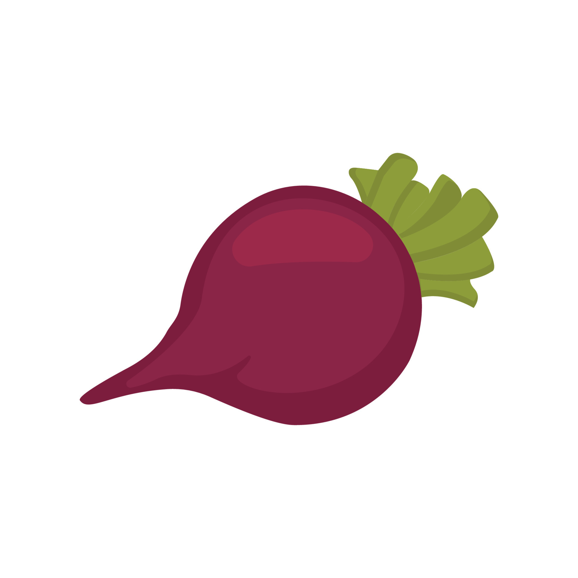 Beets in their leaves, fresh. Illustration in vector format. white