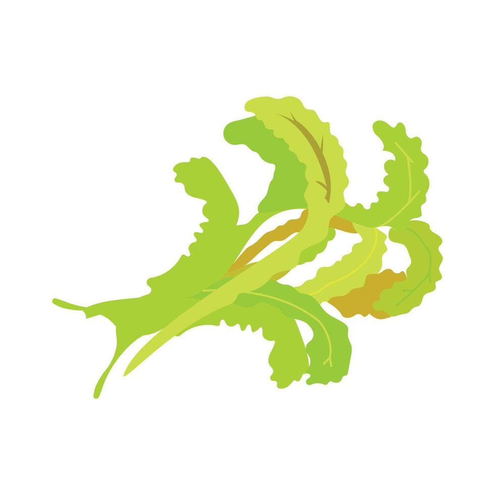 Realistic vegetable isolated icon on white background with green rucola vector illustration