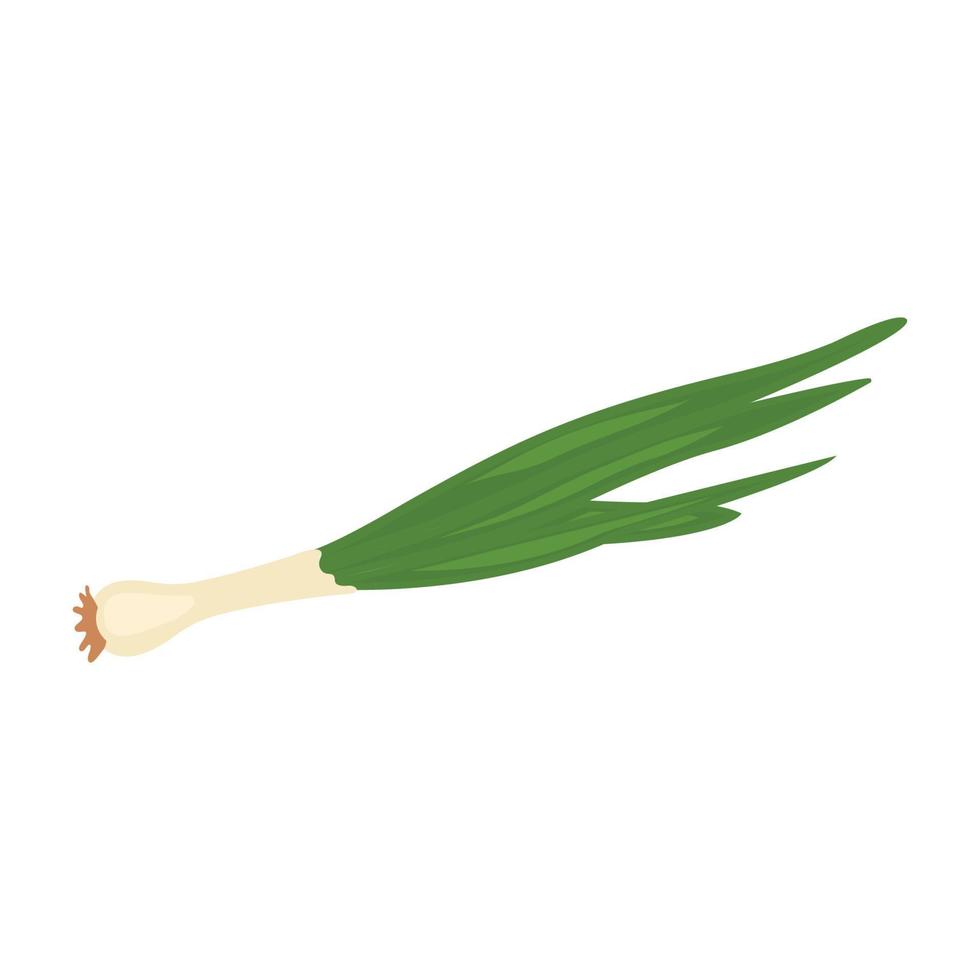 Green onion vector illustration on a white background