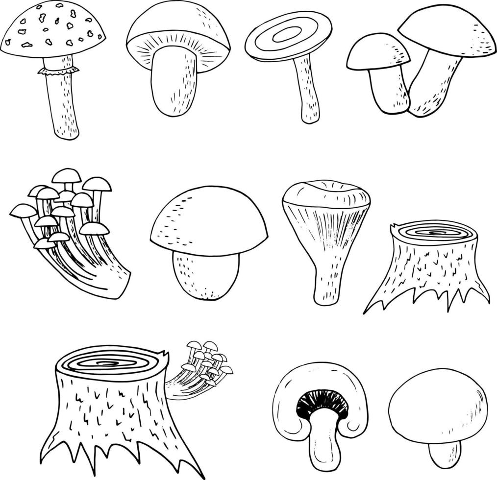forest mushrooms set sketch hand drawn doodle. icon, card, poster, , monochrome. boletus, fly agaric, chanterelles, russula, champignon honey agarics stump nature food ingredient vector