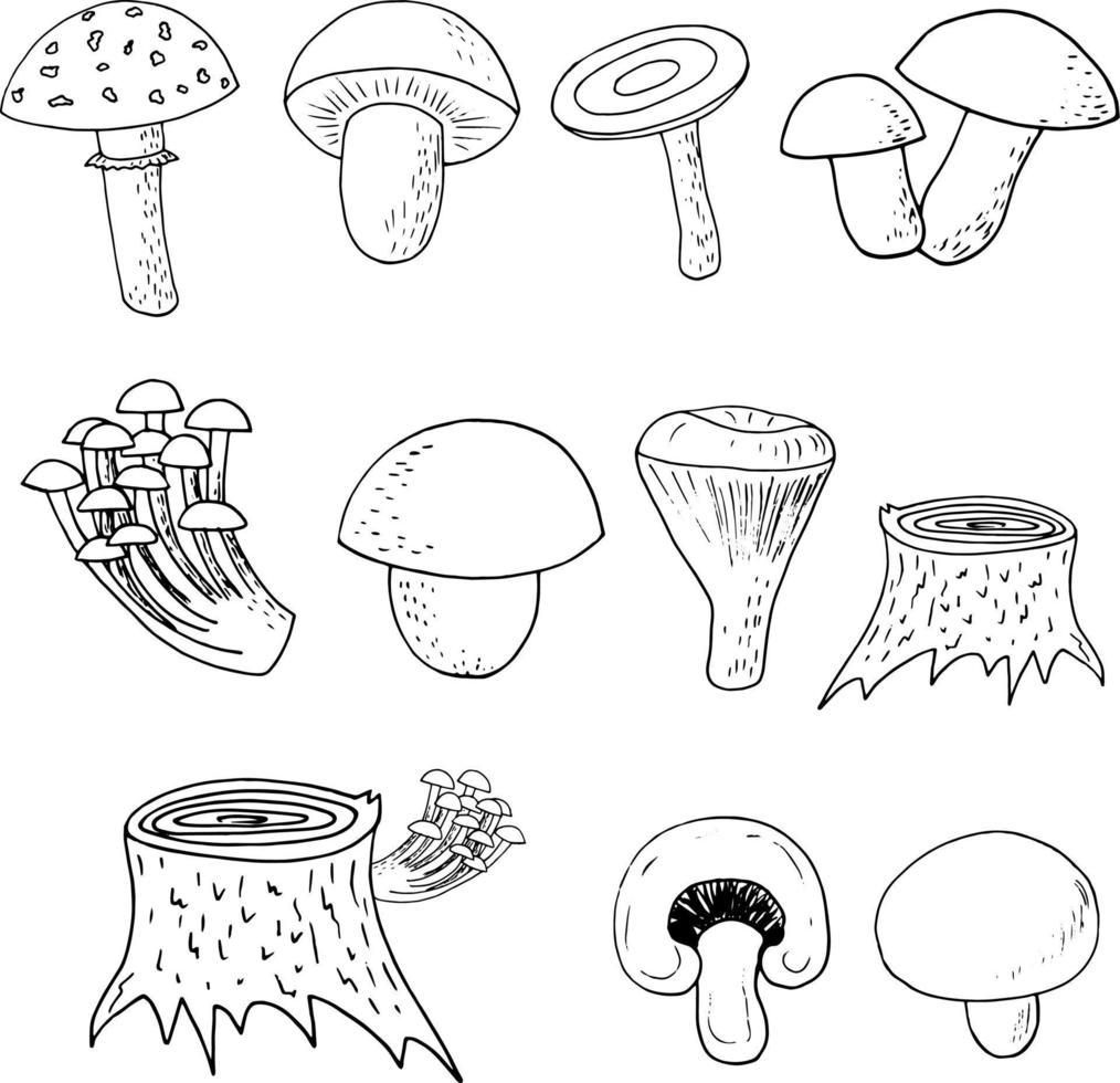 setas del bosque conjunto bosquejo garabato dibujado a mano. icono, tarjeta, póster, monocromo. boletus, agárico de mosca, rebozuelos, russula, agáricos de miel de champiñón tocón ingrediente alimentario natural vector