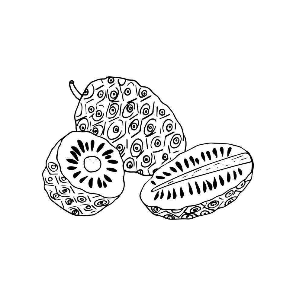 noni fruit hand drawn doodle. , minimalism, scandinavian, monochrome, nordic, sketch sticker label isolated superfood food composition vector