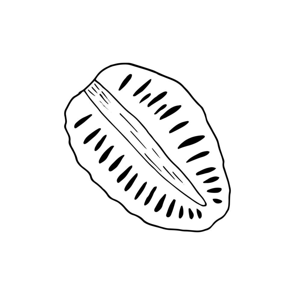 garabato dibujado a mano de fruta de noni. , minimalismo, escandinavo, monocromo, nórdico, icono de esbozo etiqueta adhesiva superalimento aislado vector