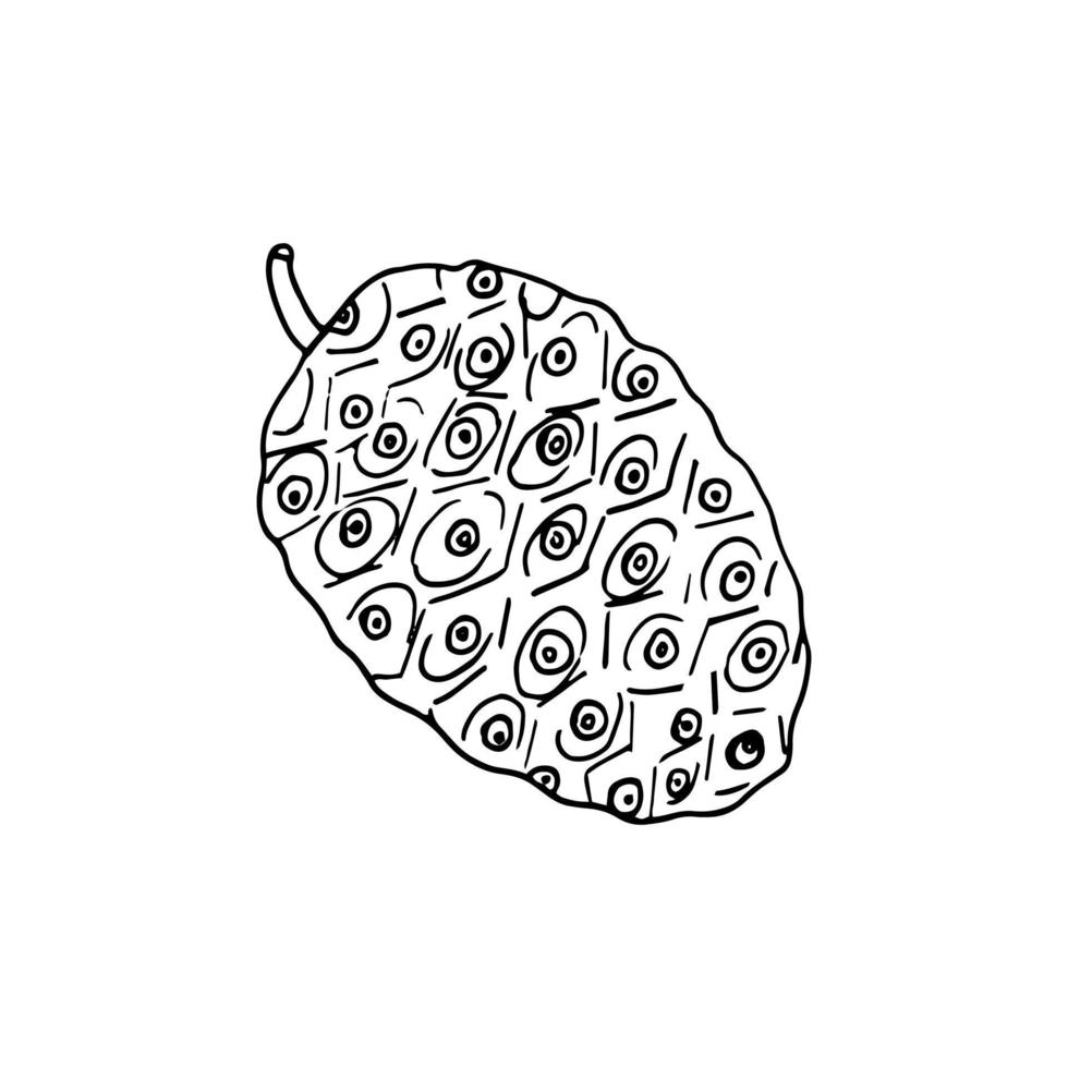 garabato dibujado a mano de fruta de noni. , minimalismo, escandinavo, monocromo, nórdico, icono de esbozo, etiqueta adhesiva, alimento superalimento aislado vector