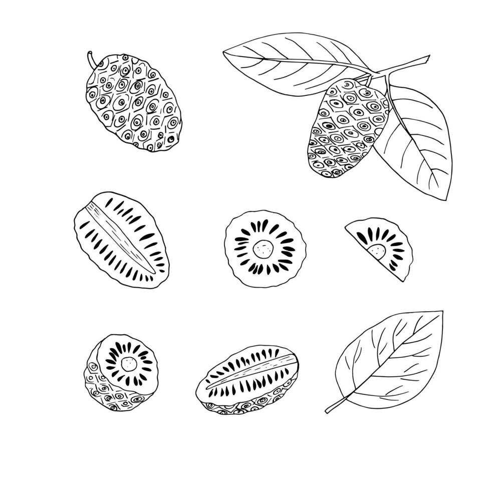 fruta de noni y hojas en un conjunto de ramas garabato dibujado a mano. , minimalismo, escandinavo, monocromo, nórdico, boceto. icono adhesivo etiqueta aislado superalimento vector