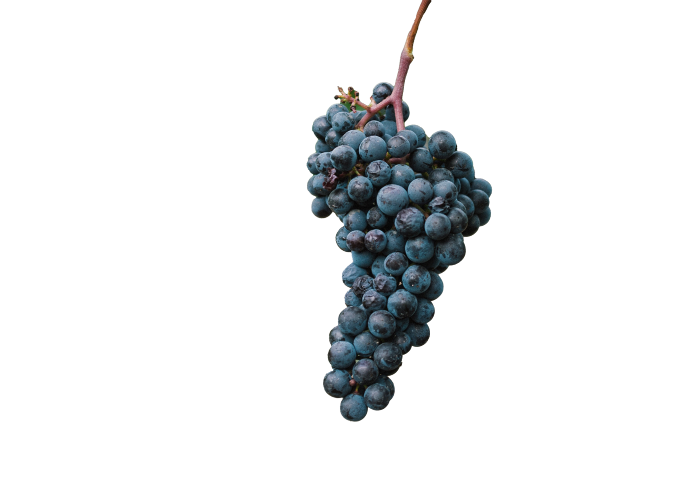 grappe de raisin isolé sur blanc png