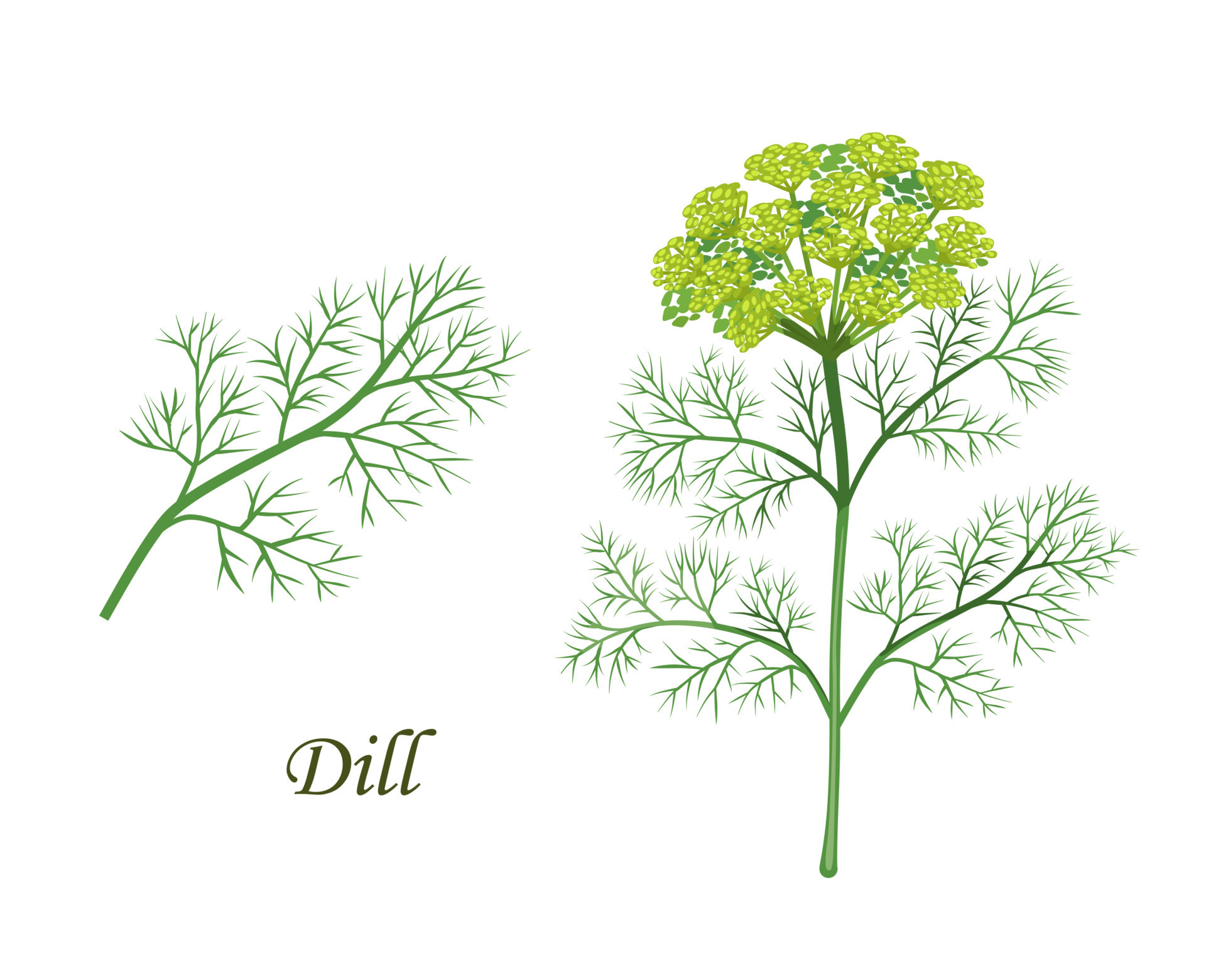 Dill plant, herb seasoning and spice flavoring 11153444 Vector Art at