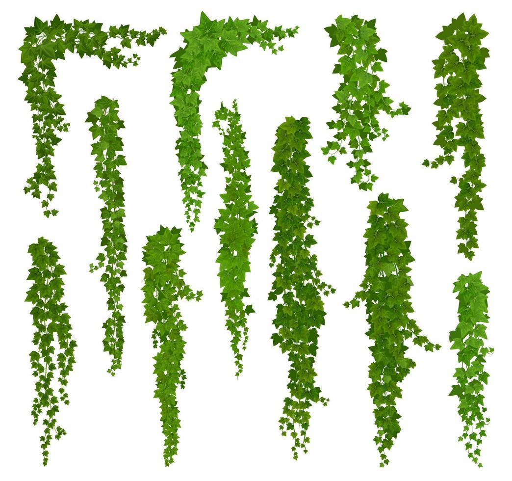 Vertical isolated ivy lianas, cartoon vector set