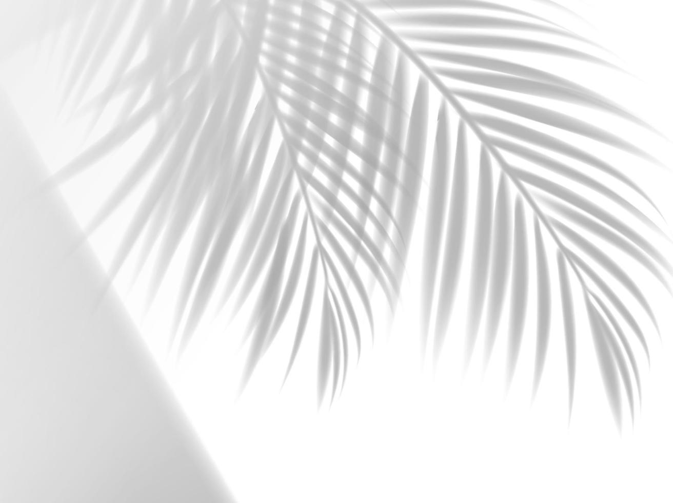 Palm leaves shadow background overlay effect vector