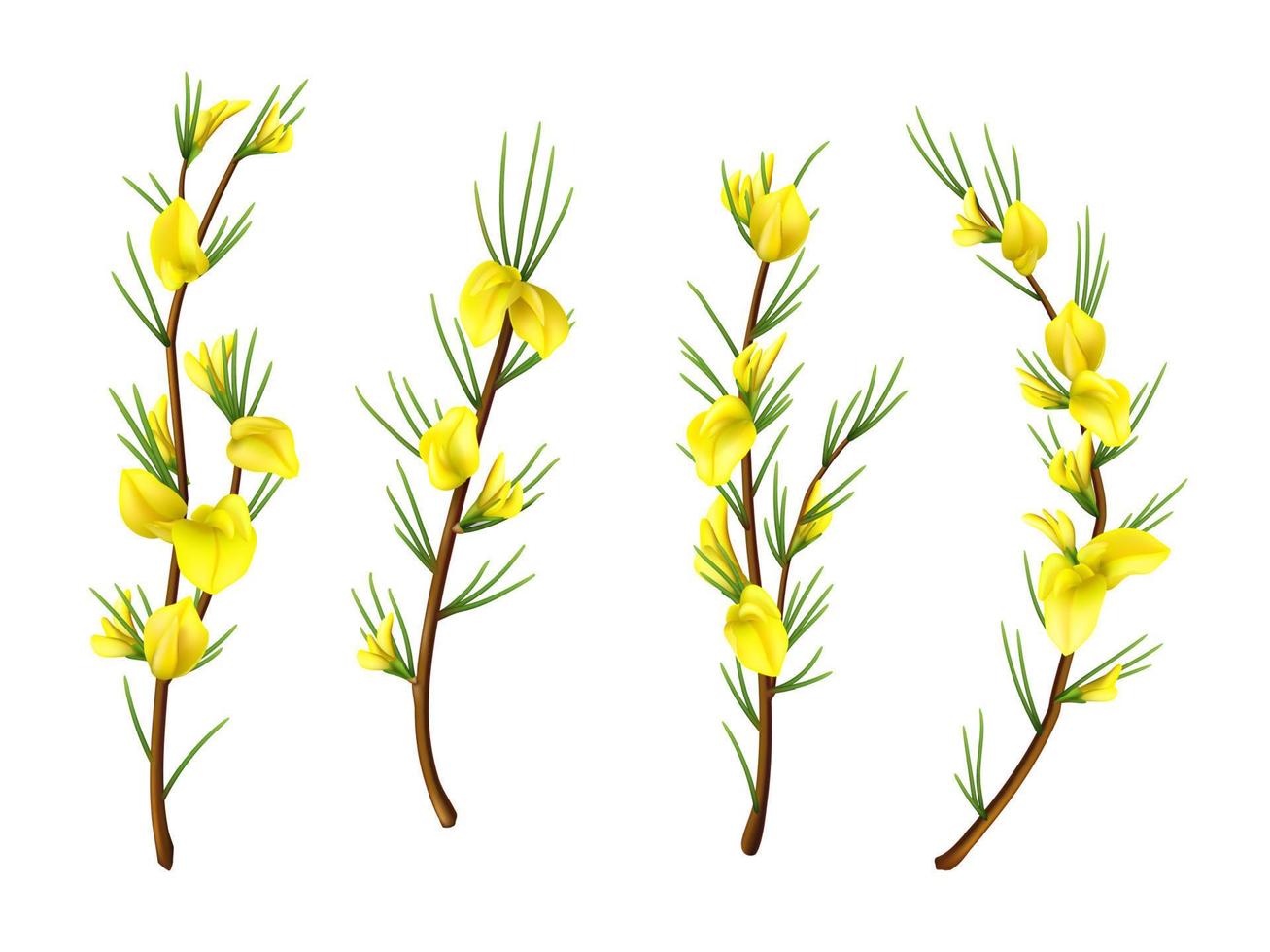 Realistic isolated rooibos plant, redbush flowers vector