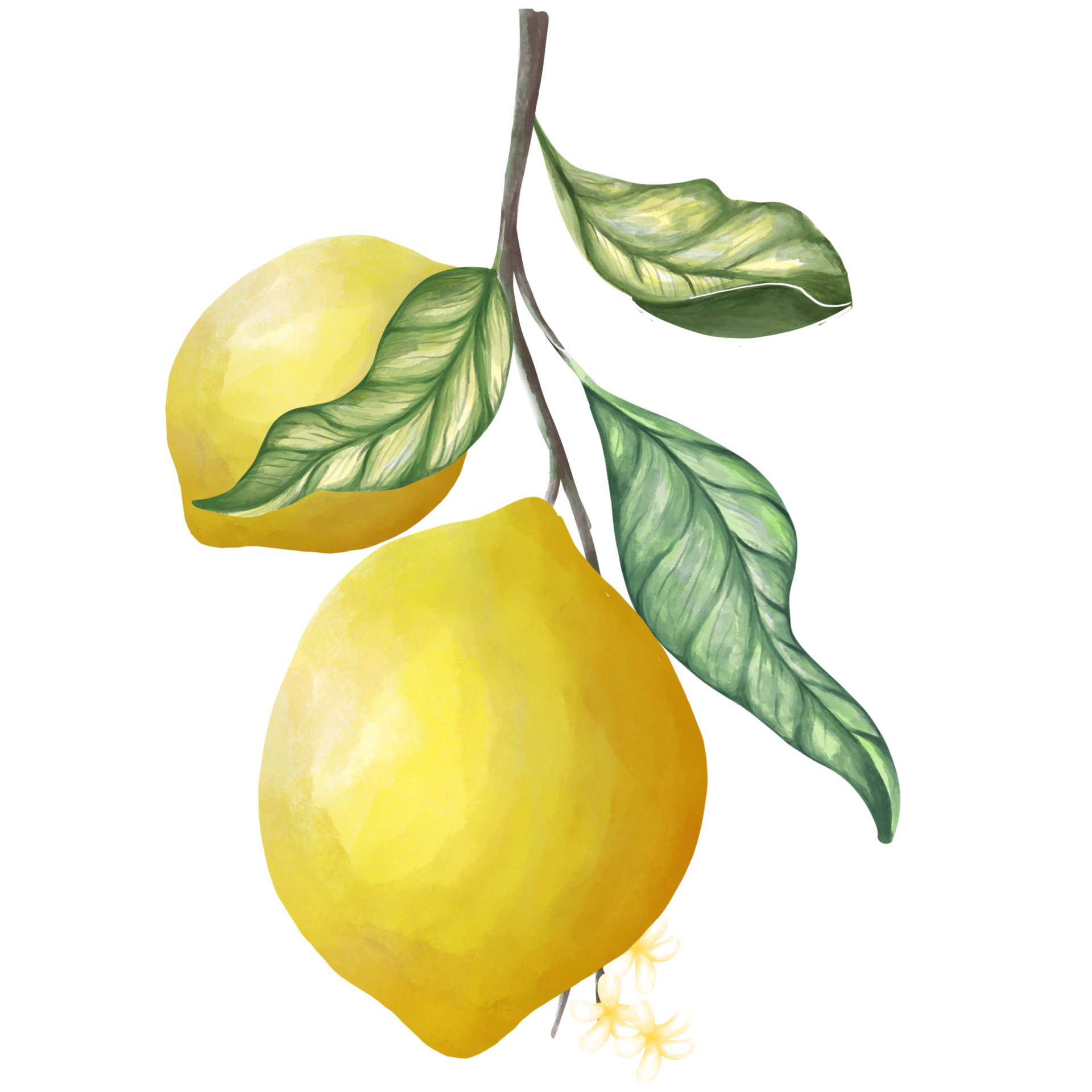 Lemon and leave png 11154732 PNG