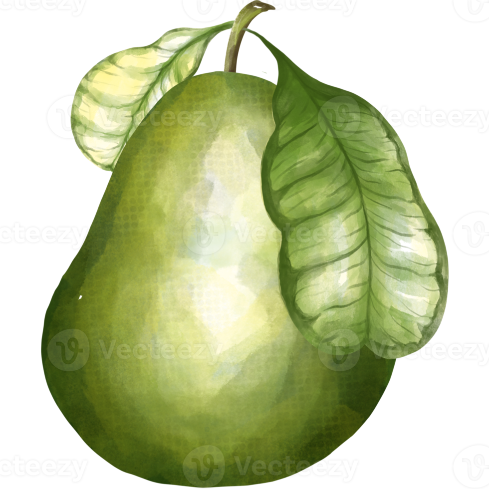 Pomelo fruit png