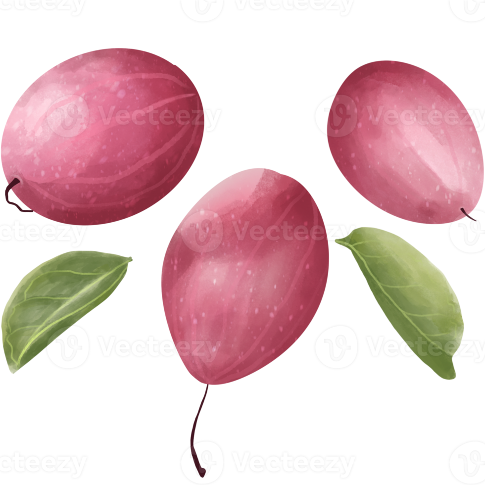 Karanda fruit and leaf png
