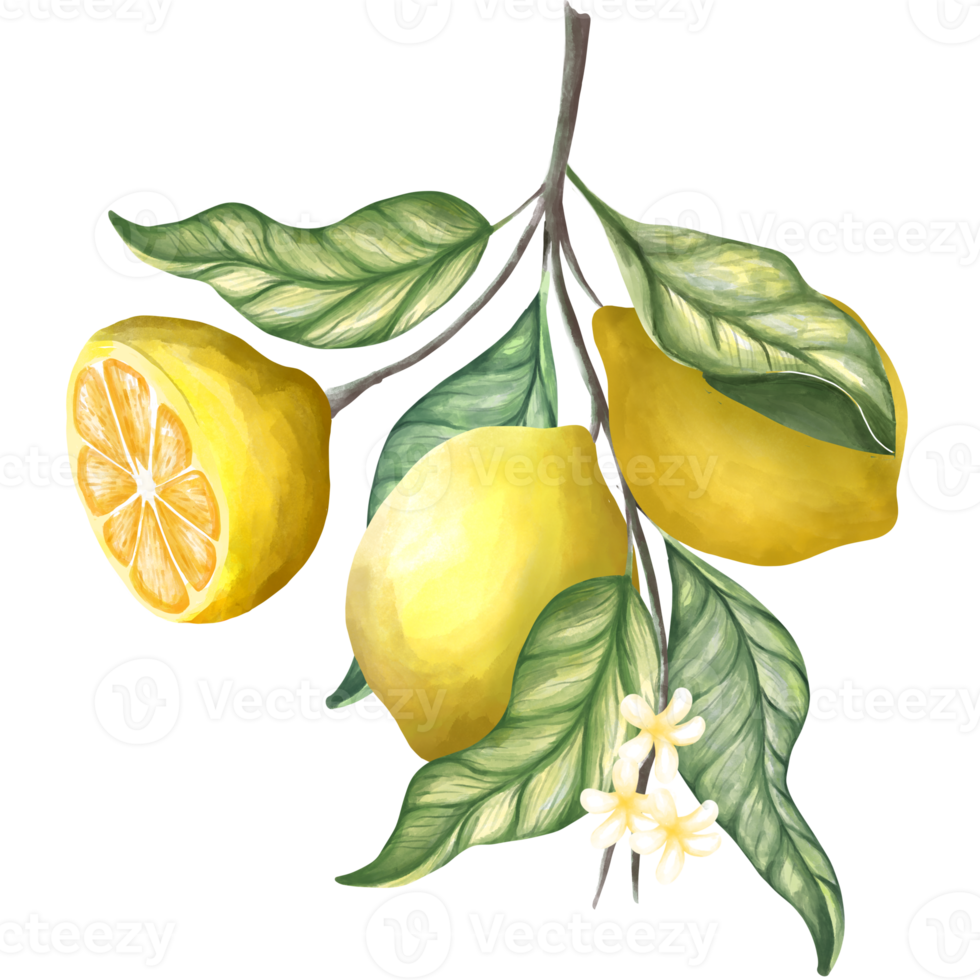 Lemon and leave png