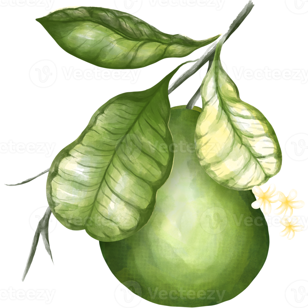 Pomelo fruit png 11154753 PNG