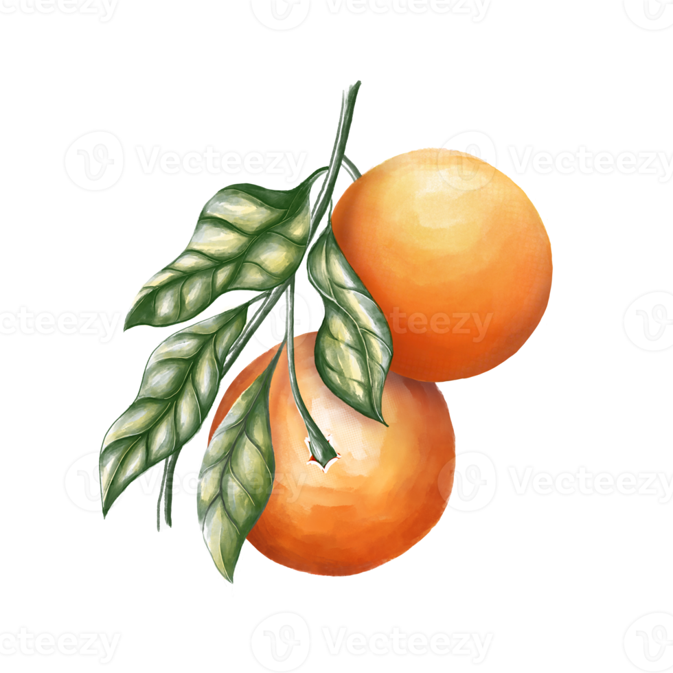 Orange fruit png