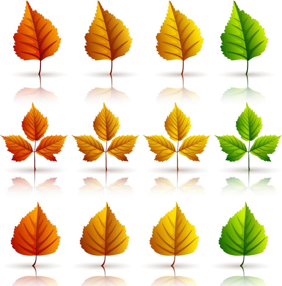 Set of colorful autumn leaves isolated on white background vector