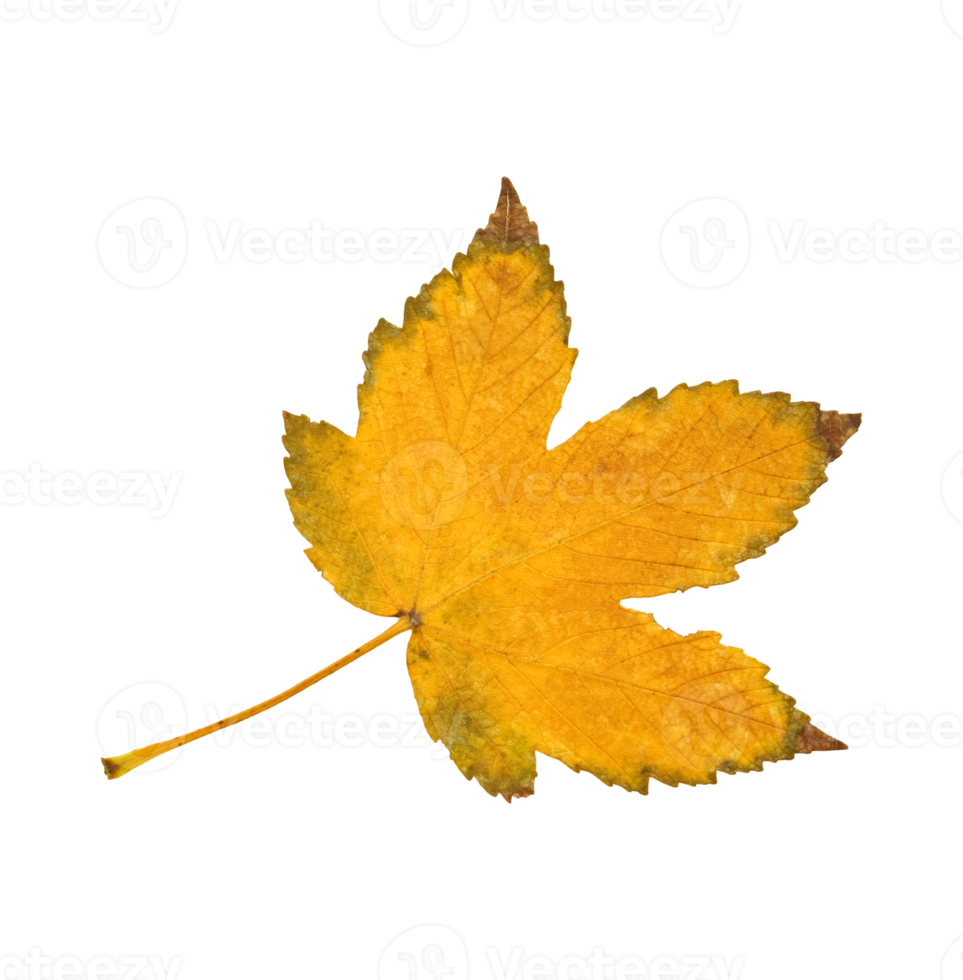 yellow maple leaf png