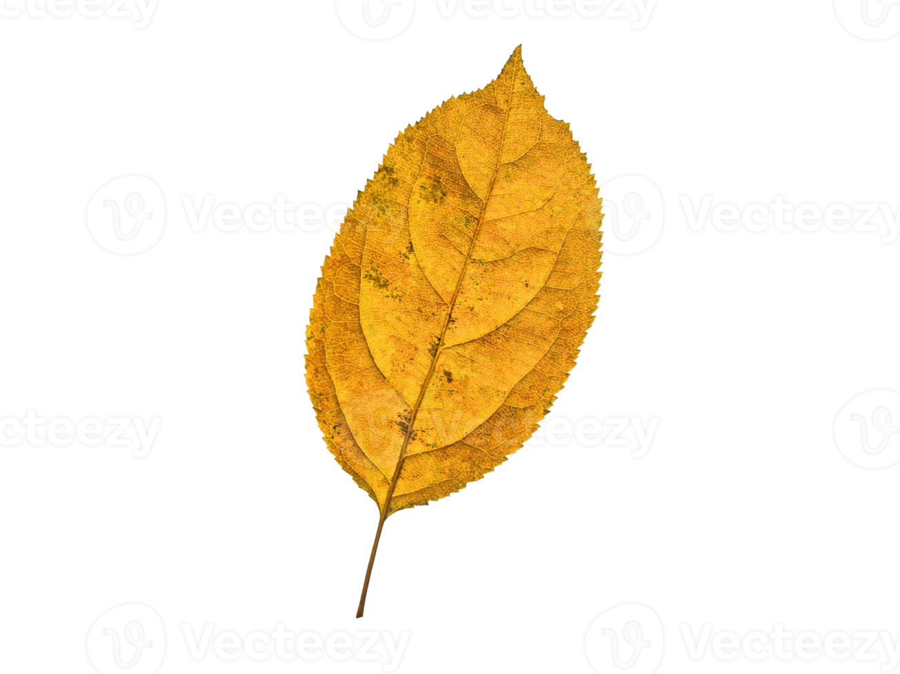 autumn leaf isolated png