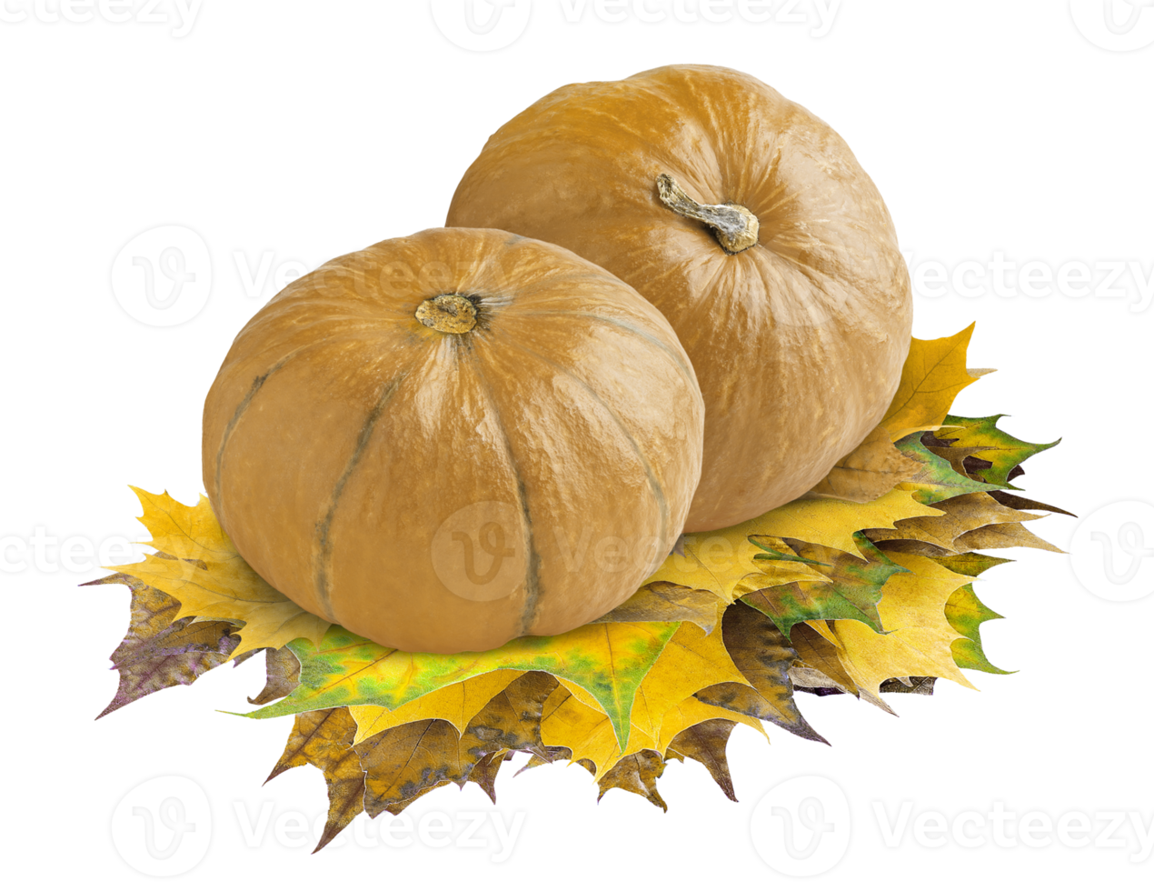 autumn pumpkin with leaves png