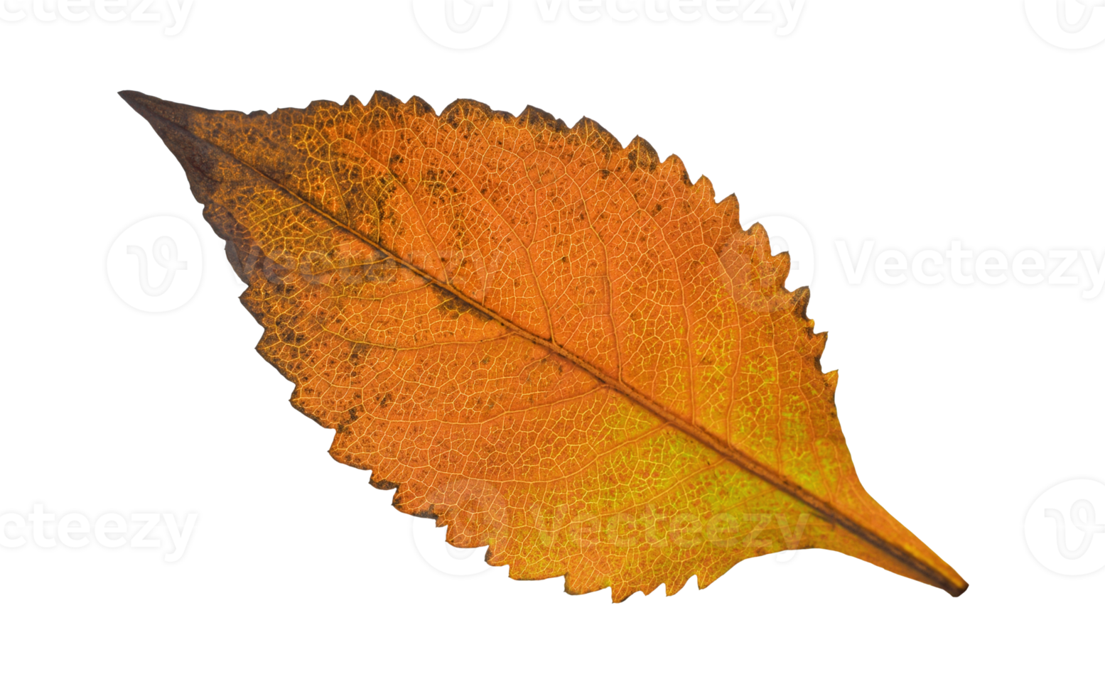 autumn leaf isolated png