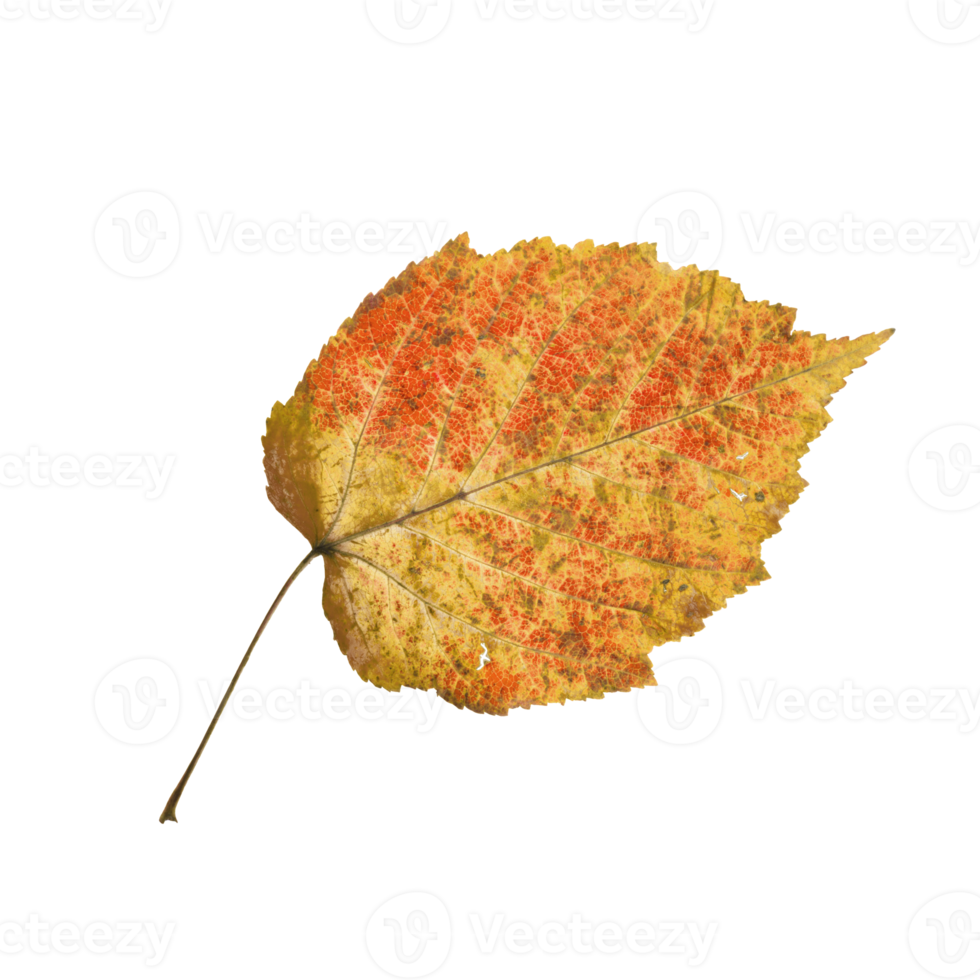 autumn maple leaf png