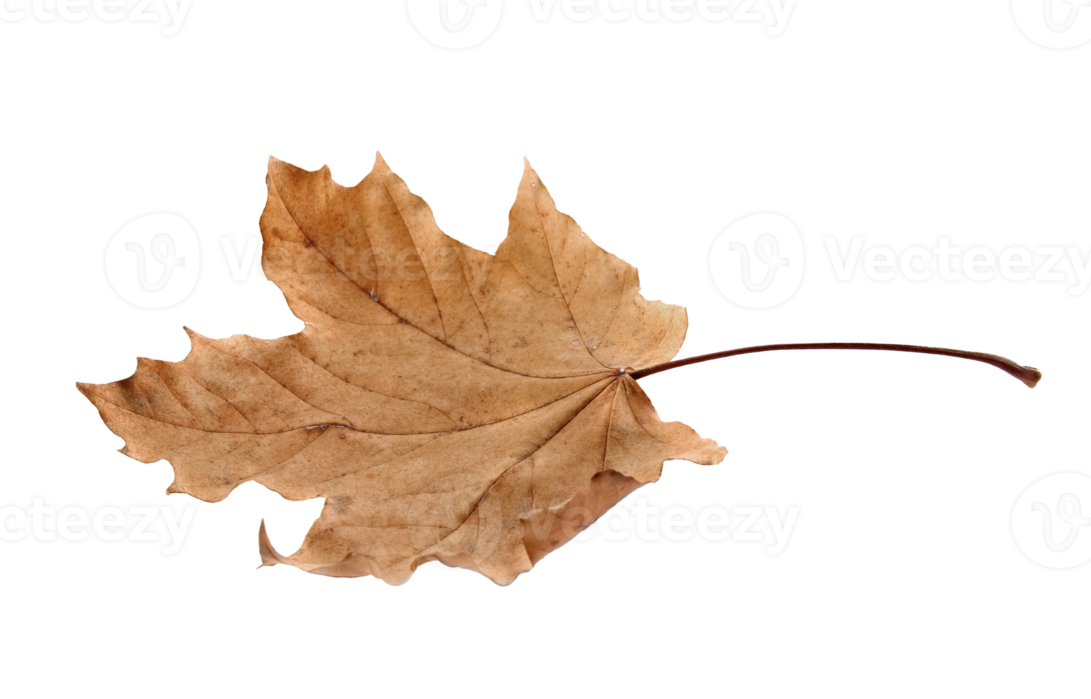 Autumn maple leaf png