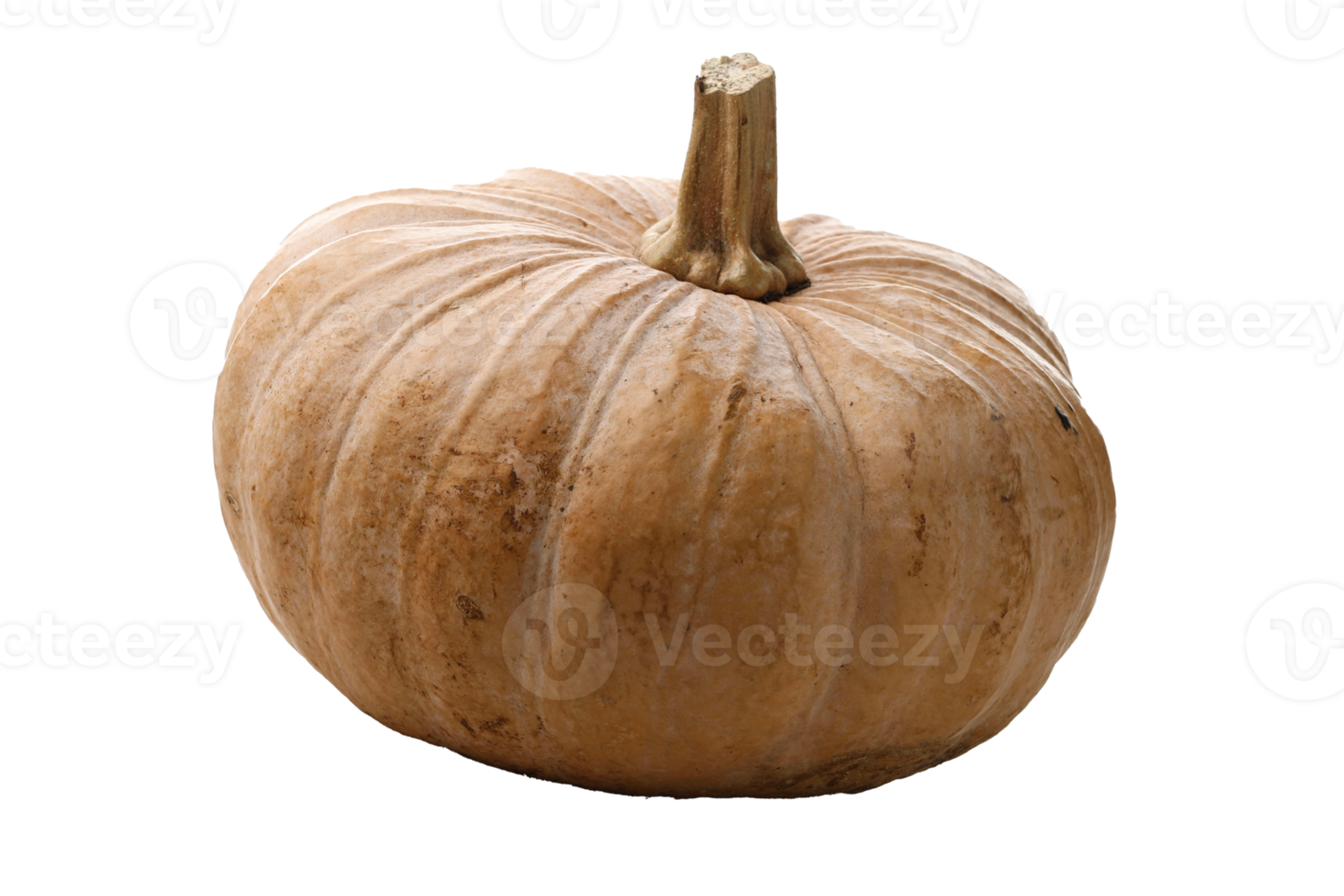 autunno zucca isolato png