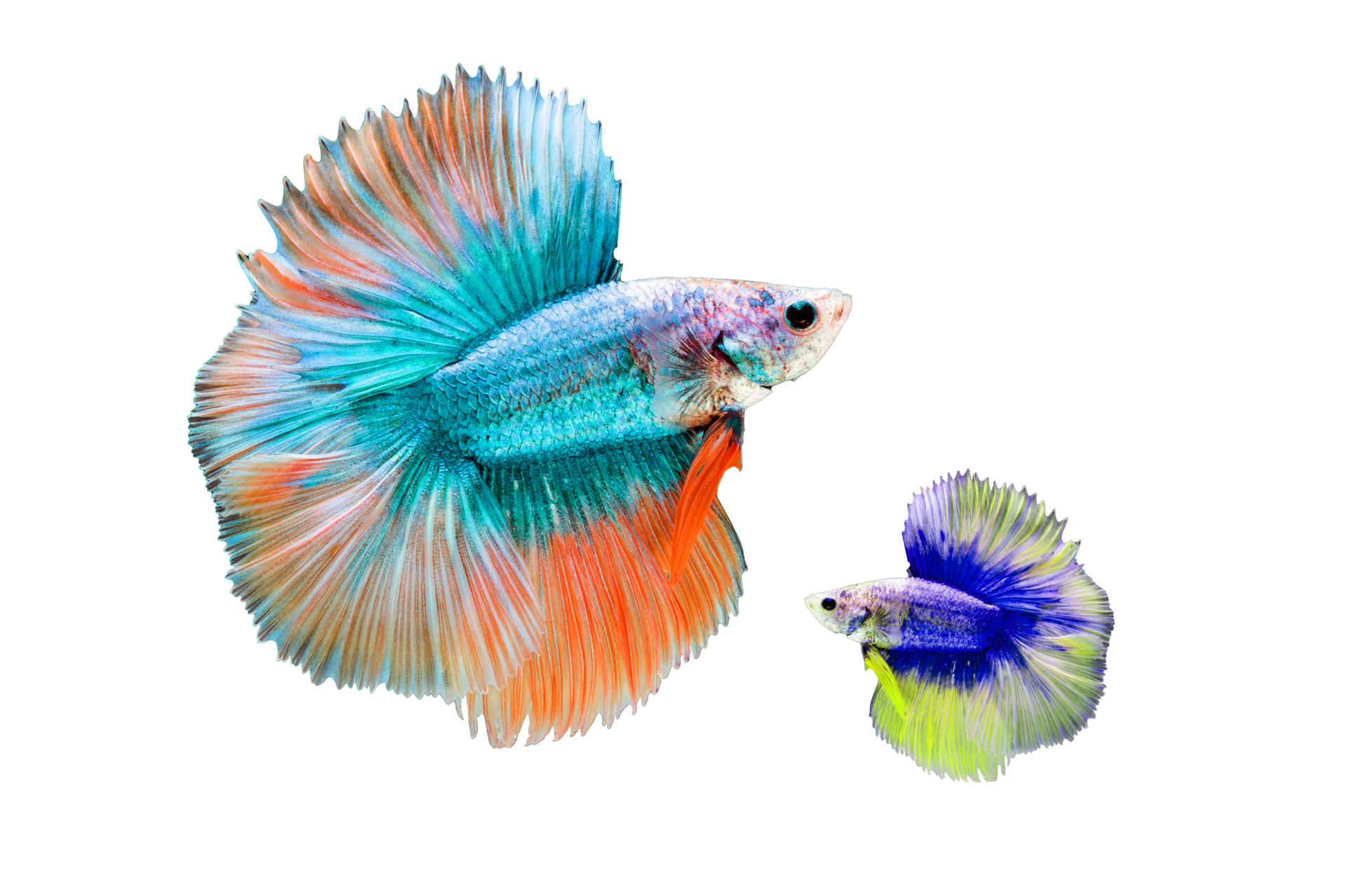 Free Color Fish Isolated 11155355 PNG With Transparent Background free-color-fish-isolated-11155355-png-with-transparent-background