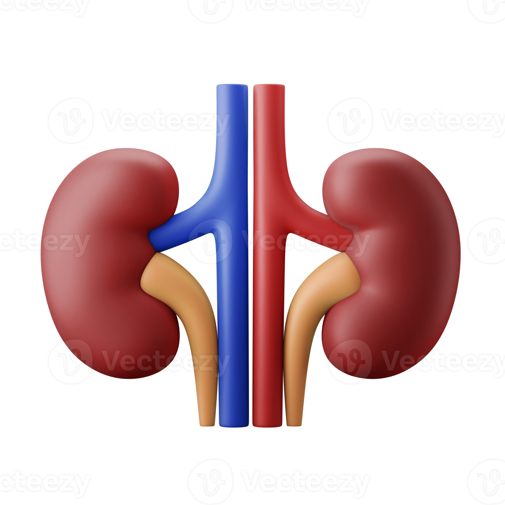 kidney bean internal organ anatomy 3d icon illustration 11155560 PNG