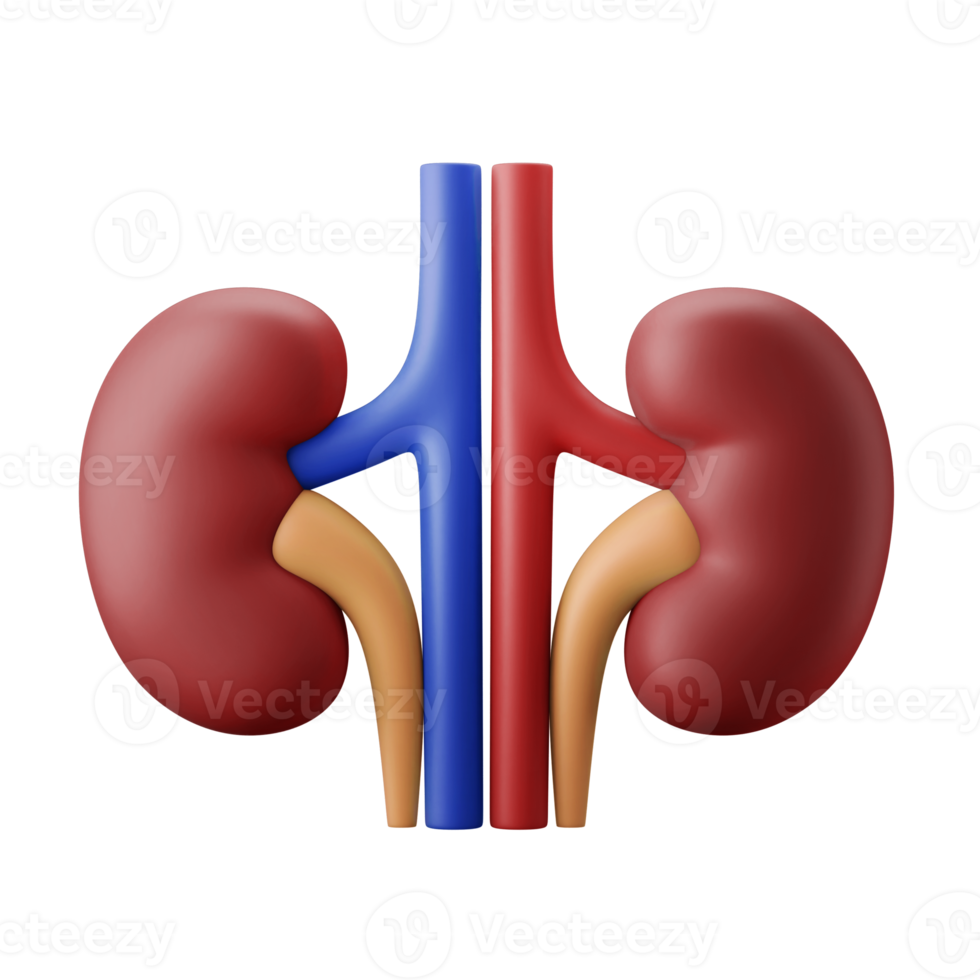 kidney bean internal organ anatomy 3d icon illustration png
