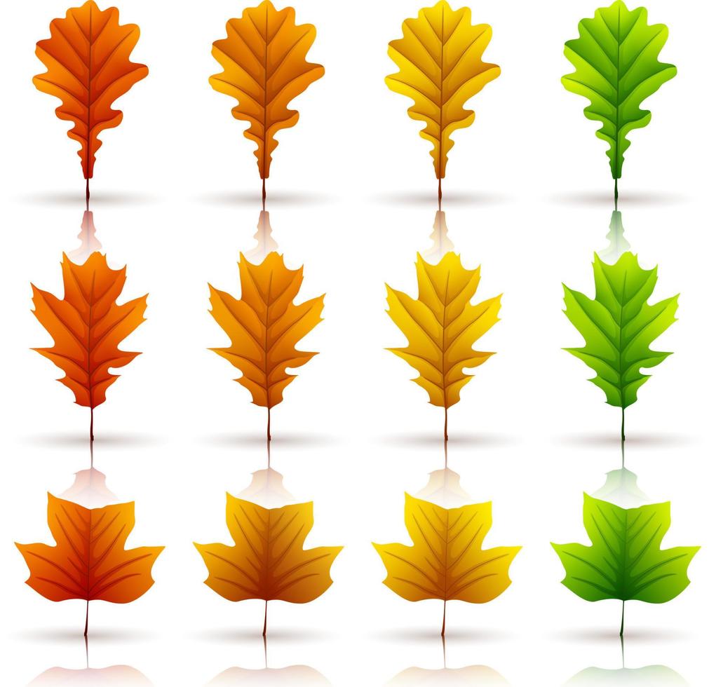 conjunto de coloridas hojas de otoño aisladas sobre fondo blanco vector