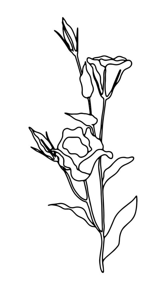 Eustoma flowers in continuous line art drawing style. Doodle floral with flowers blooming. vector