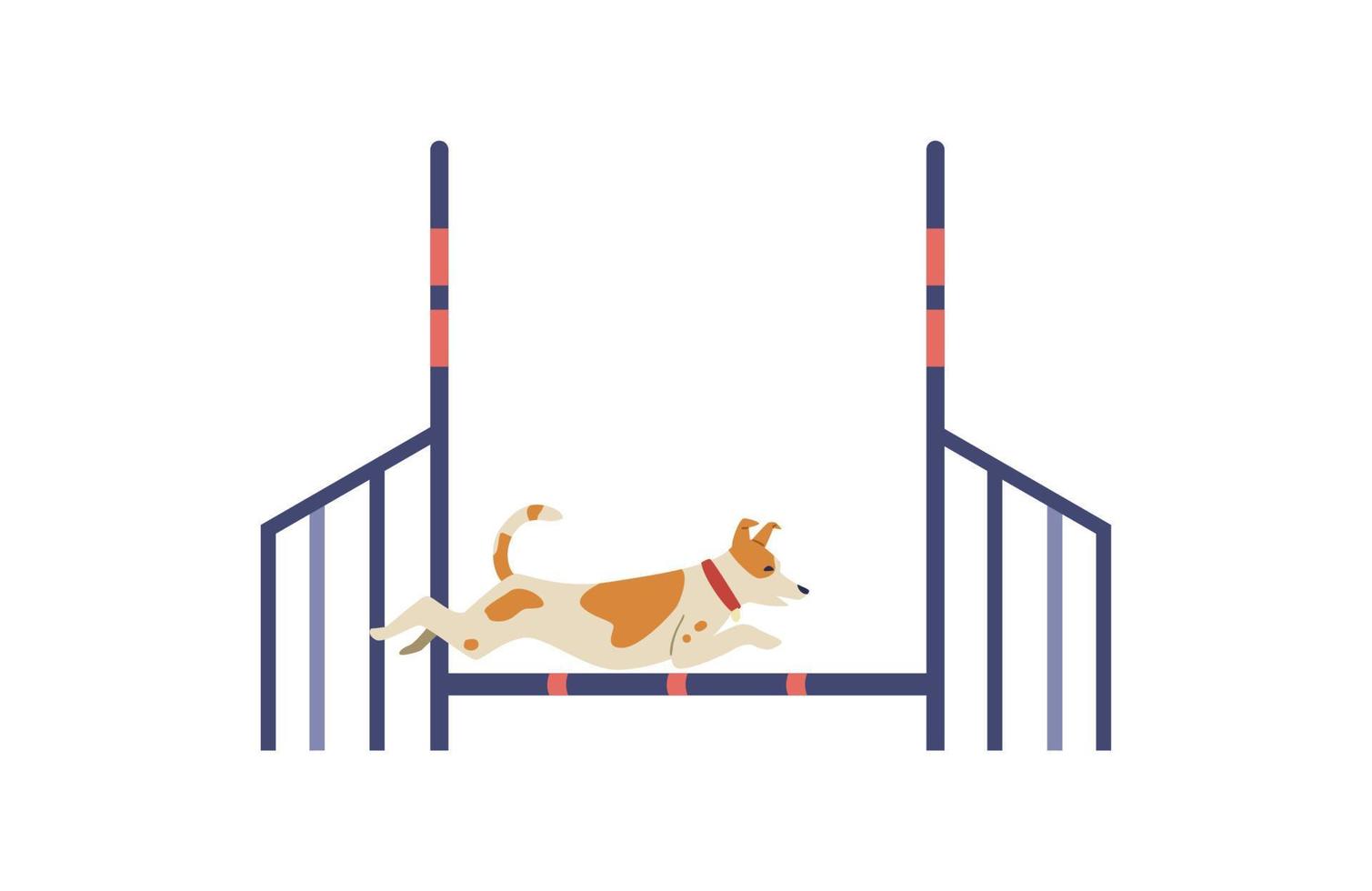 Jack Russell terrier training on agility field flat vector illustration. Dog jumping barrier. Isolated.