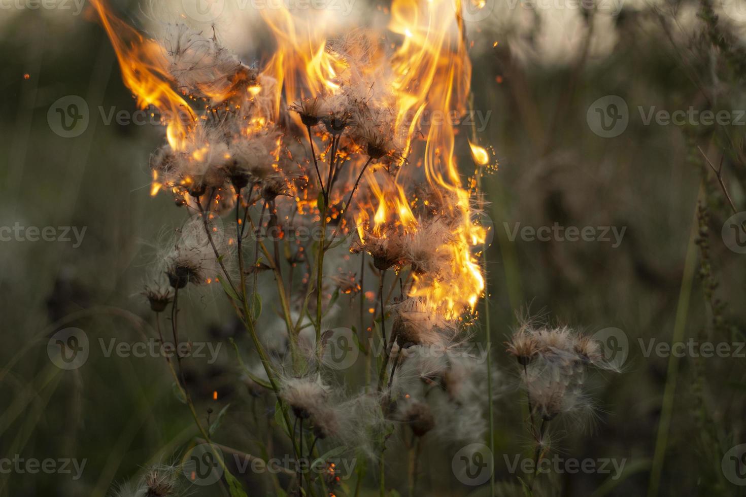 Burning of plant. Dry plant on fire. Harm to nature. 11159394 Stock