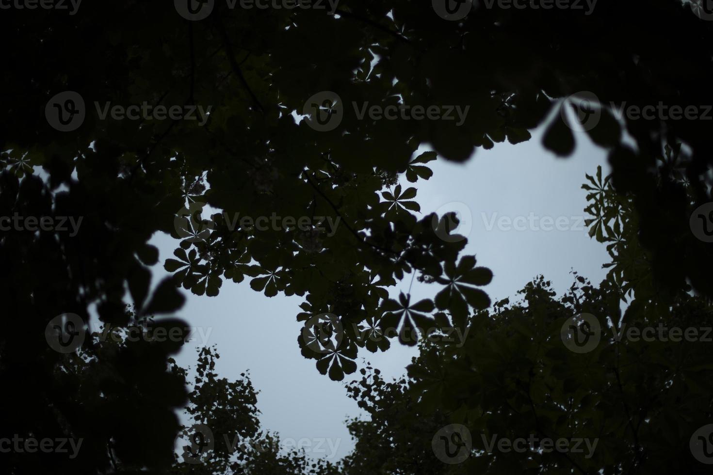 Silhouette of chestnut leaves in evening. Dark leaves. Plant shadows. photo