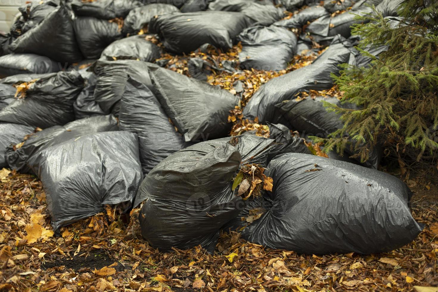 Leaves in bags. Black bags with dry leaves. Dump on street. 11160621