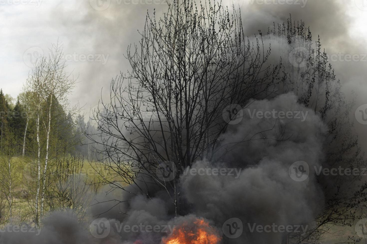 Trees are burning. Fire in nature. Burning garbage dump. Damage to environment. photo