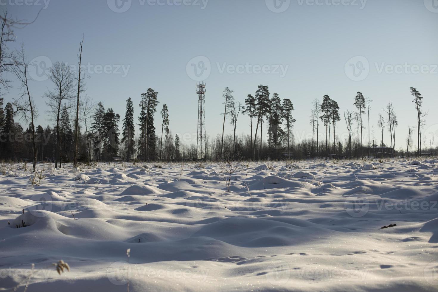 Winter field and forest. Landscape on deforestation. Open space in natural park. photo