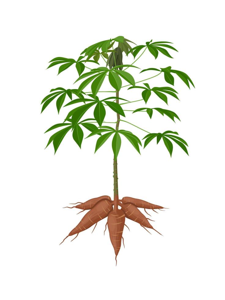 Vector illustration, cassava plant or Manihot esculenta, also known as manioc, isolated on a white background, as a banner, poster or national tapioca day template.