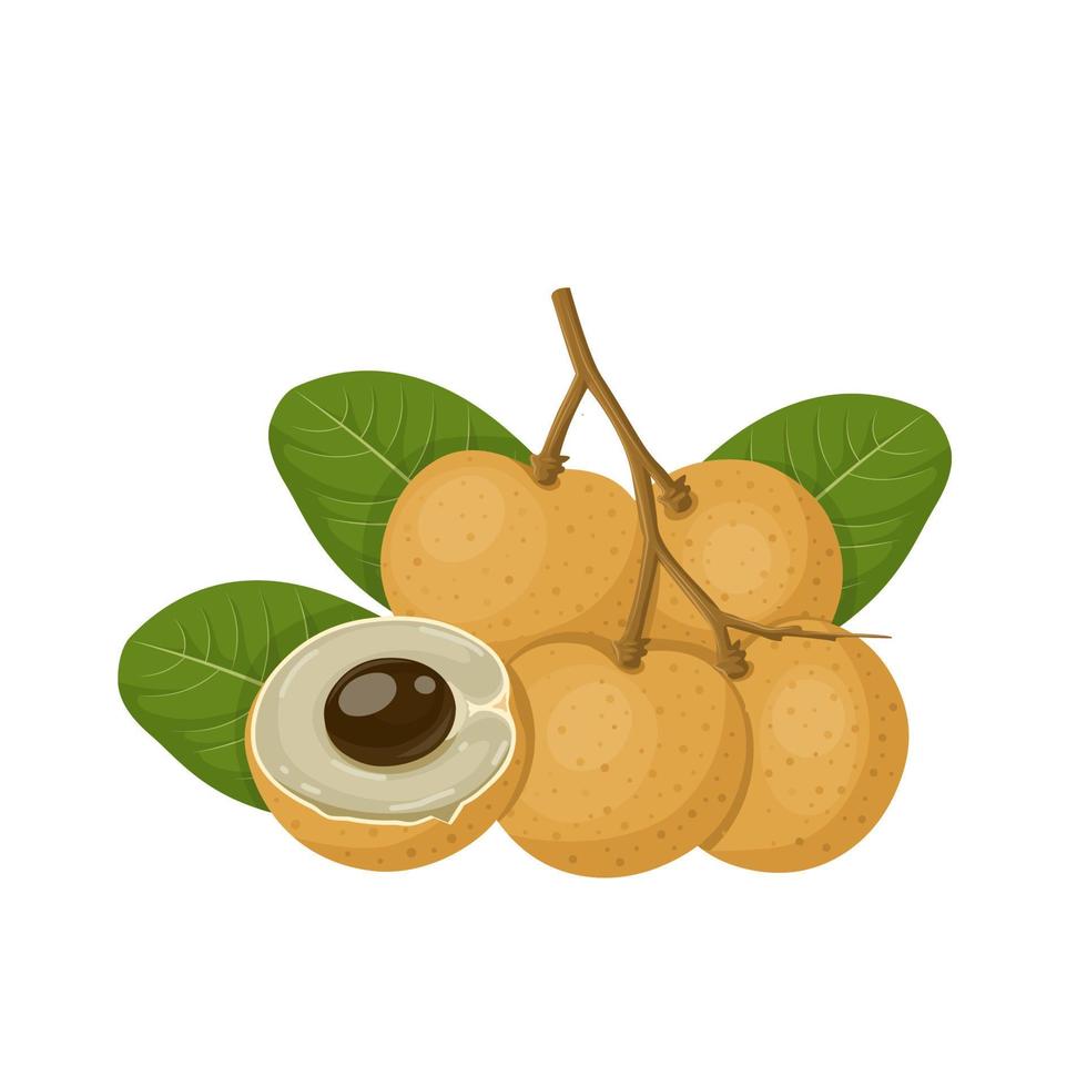 Vector illustration, longan fruit whole and in half, with green leaves, isolated on a white background.