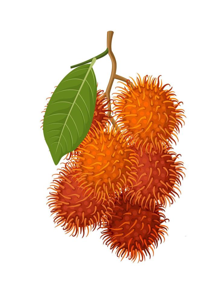 Vector illustration, rambutan fruit bunch, scientific name Nephelium lappaceum, tropical fruit isolated on white background.