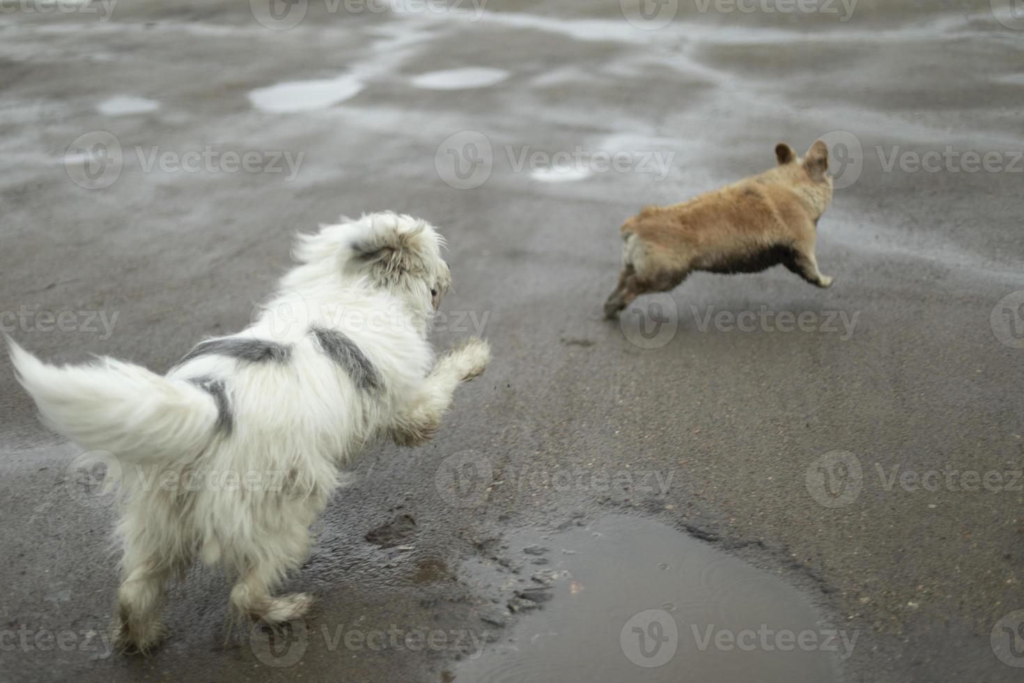 Dogs play together. Large and small breeds of dogs. Animals run after each other. photo