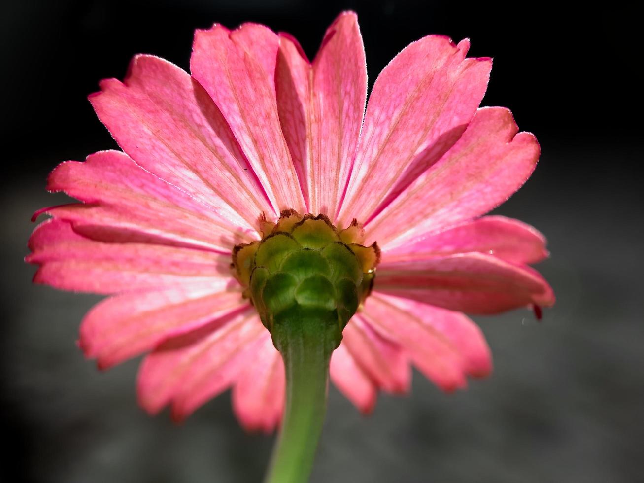 pink flower blooms in sunlight on blurred background photo