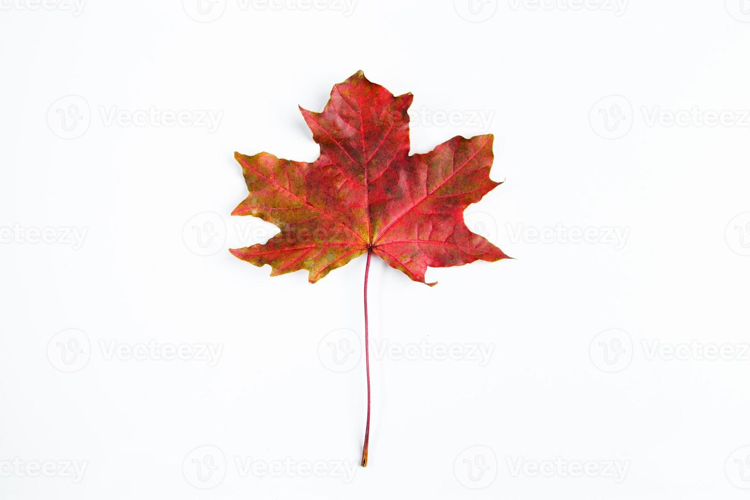 Red maple leaf isolated on white background. Autumn fallen leaves. photo