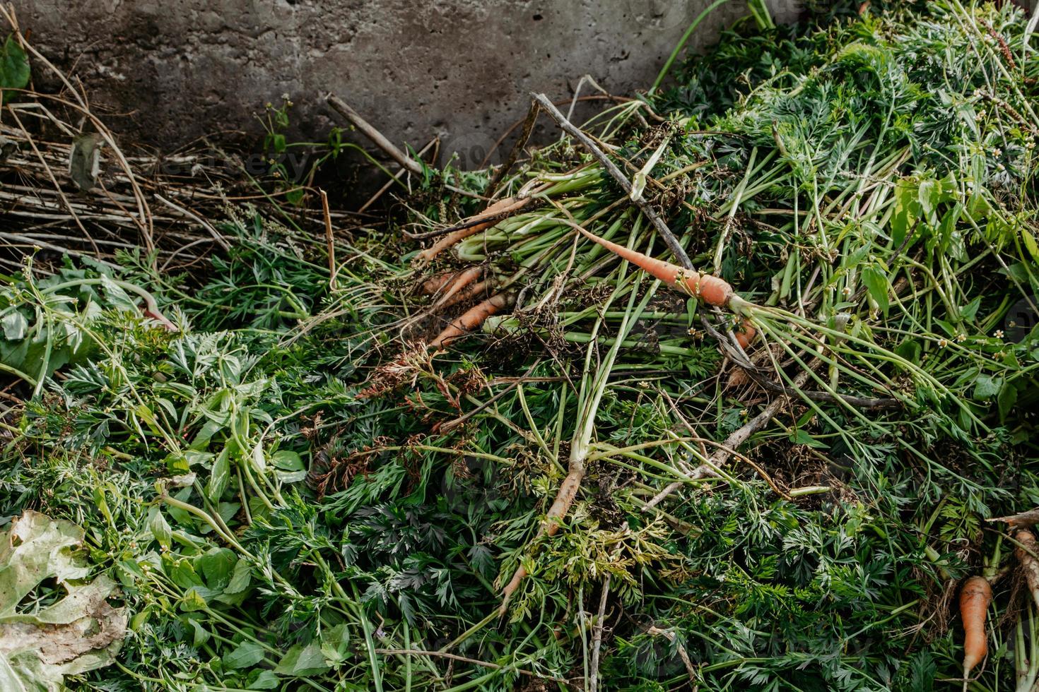 Compost pit for food waste. Concept of organic fertilizers for garden. photo