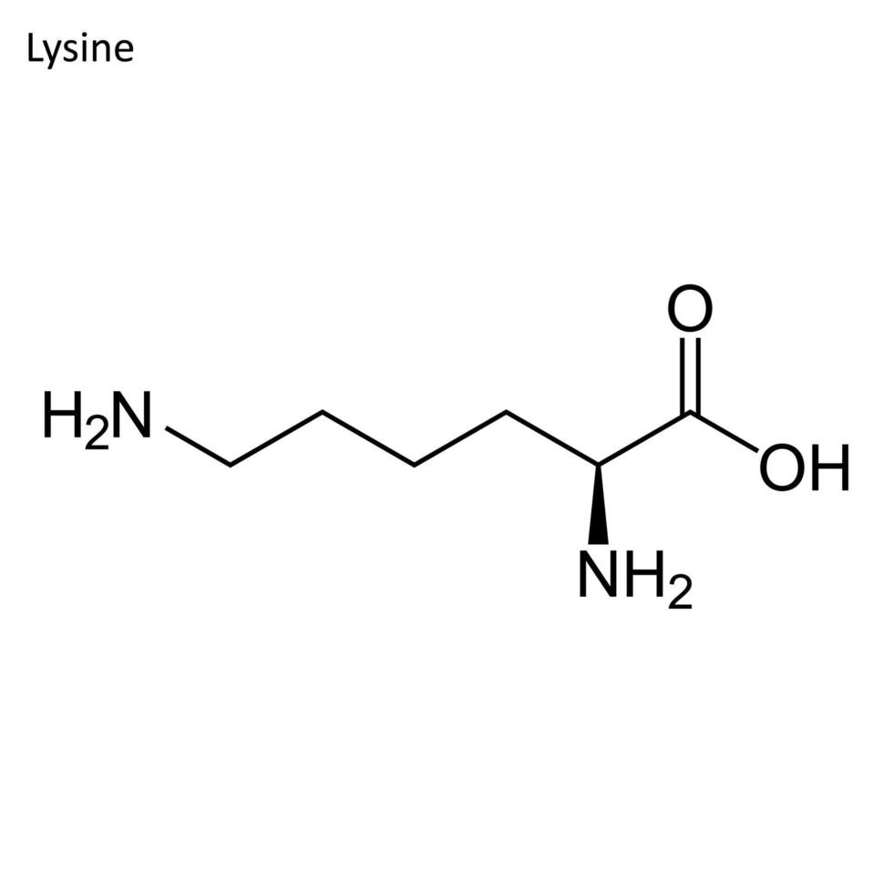 Skeletal formula of Lysine vector