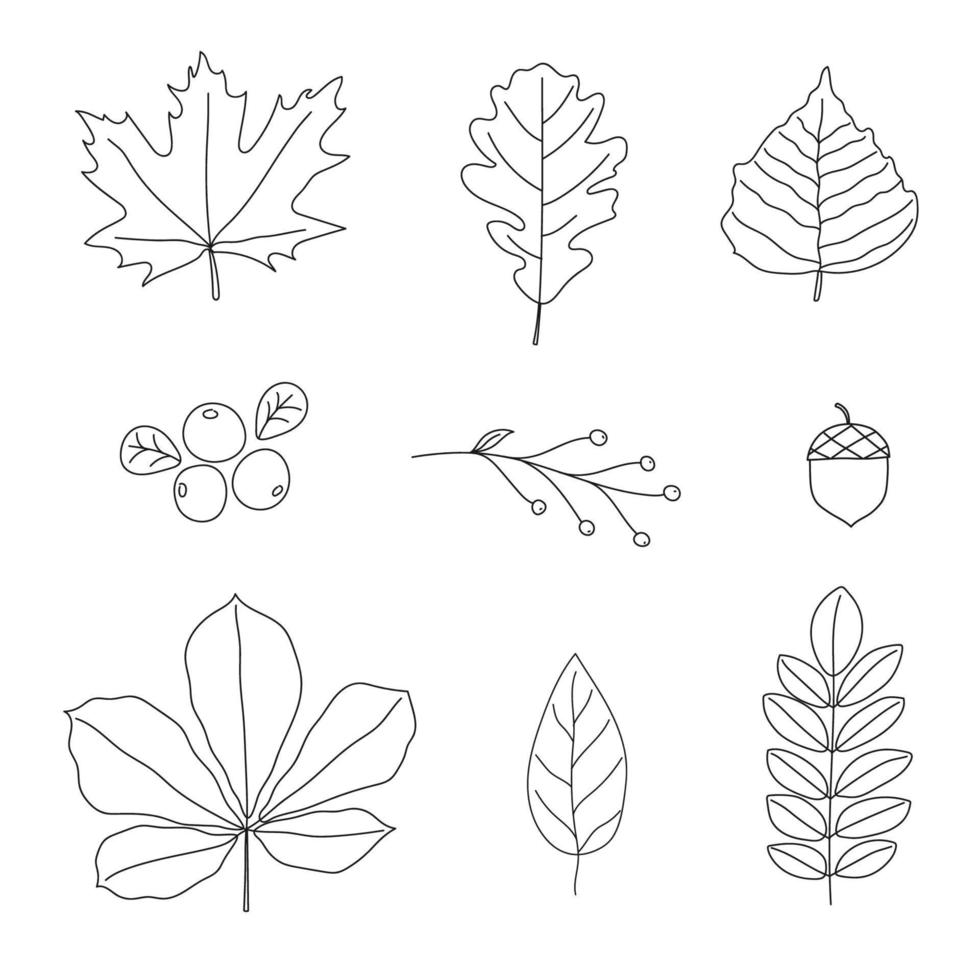 Set of autumn leaves. Line art design. Doodle style. Isolated vector illustration