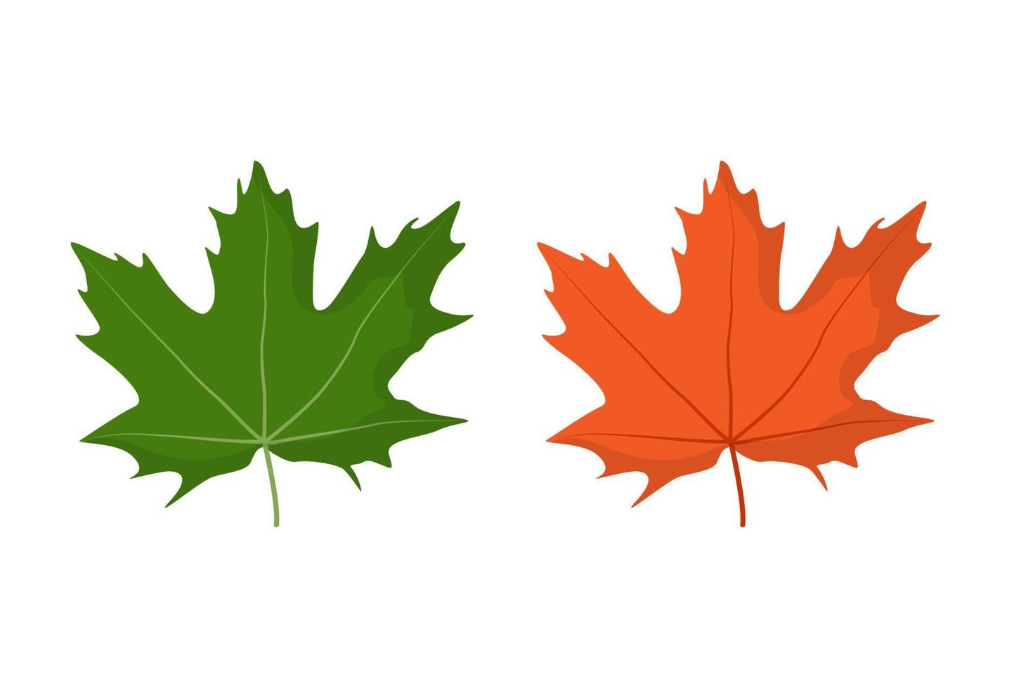 hoja de arce. verde primavera y naranja otoño. ilustración vectorial aislada sobre fondo blanco vector
